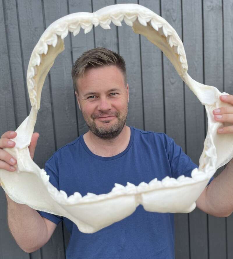 bild tillhörande Lär dig mer om hajar och valar!